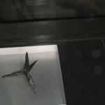 Monte Lucco - Castel Firmian